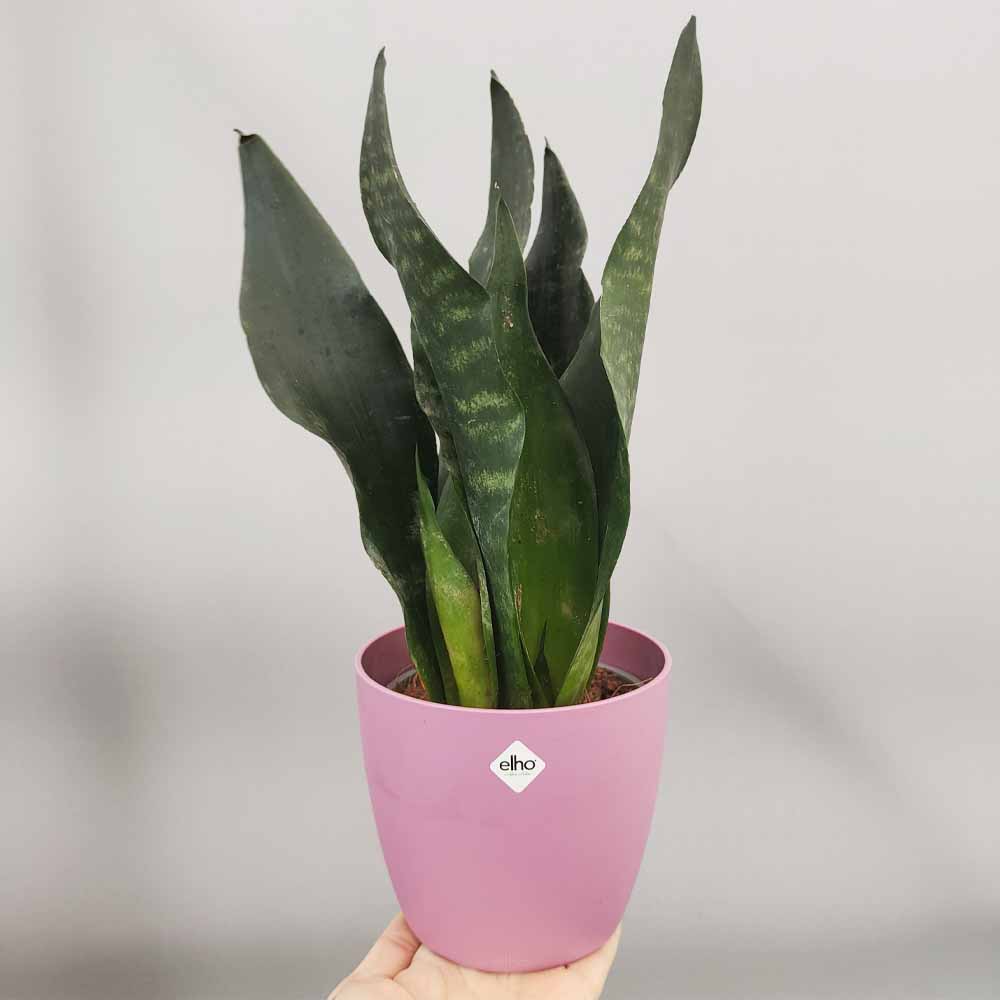 sansevieria black comet vaso rosa