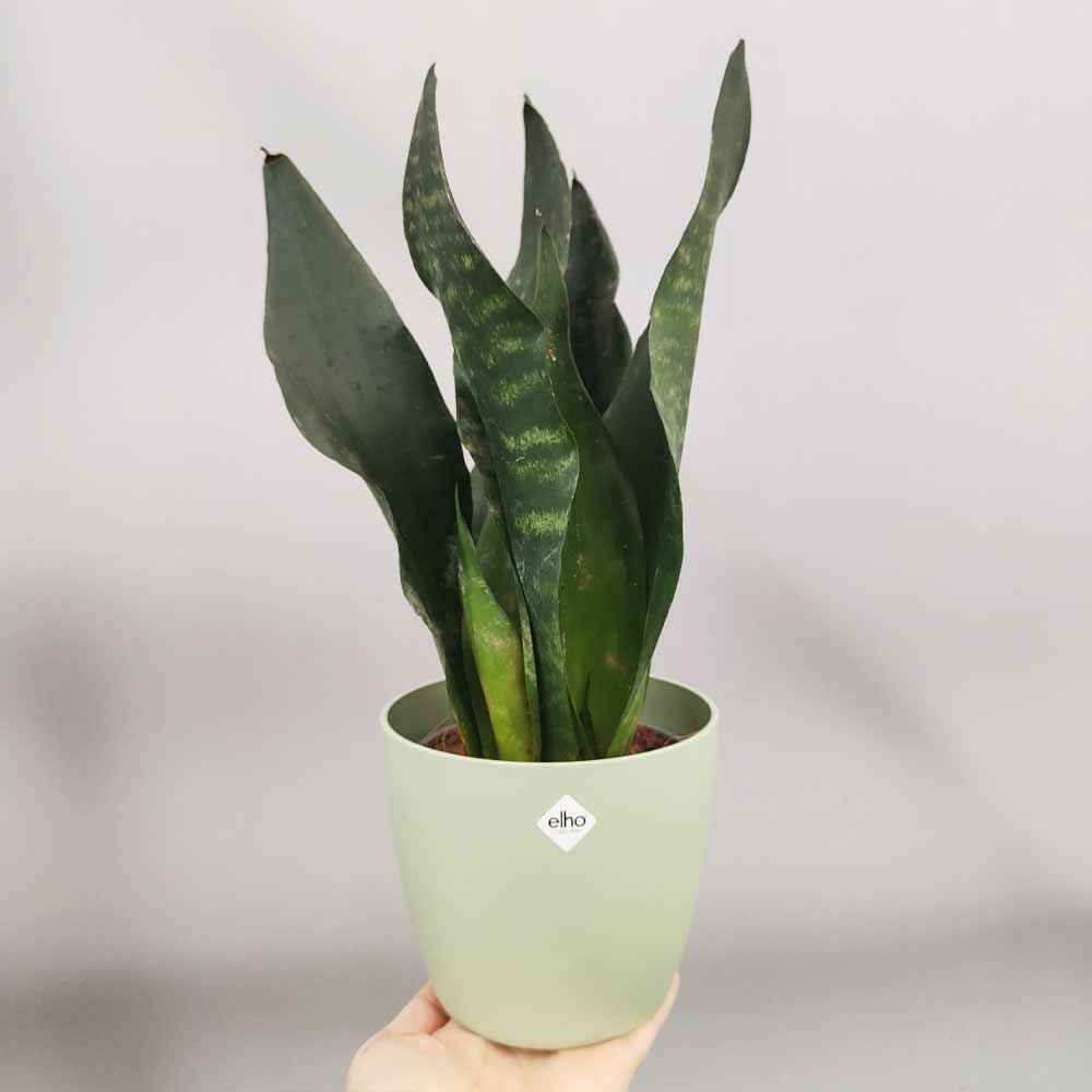 sansevieria black comet vaso verde