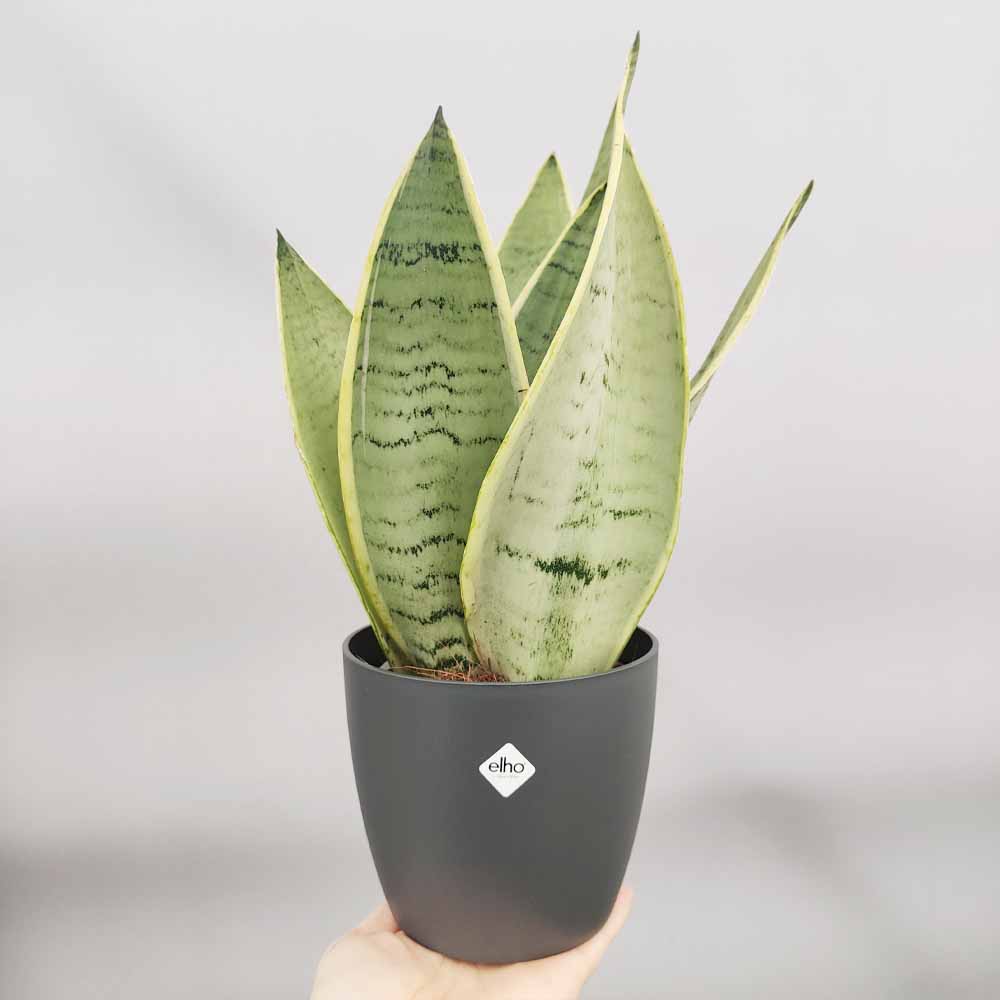 sansevieria blue star vaso antracite