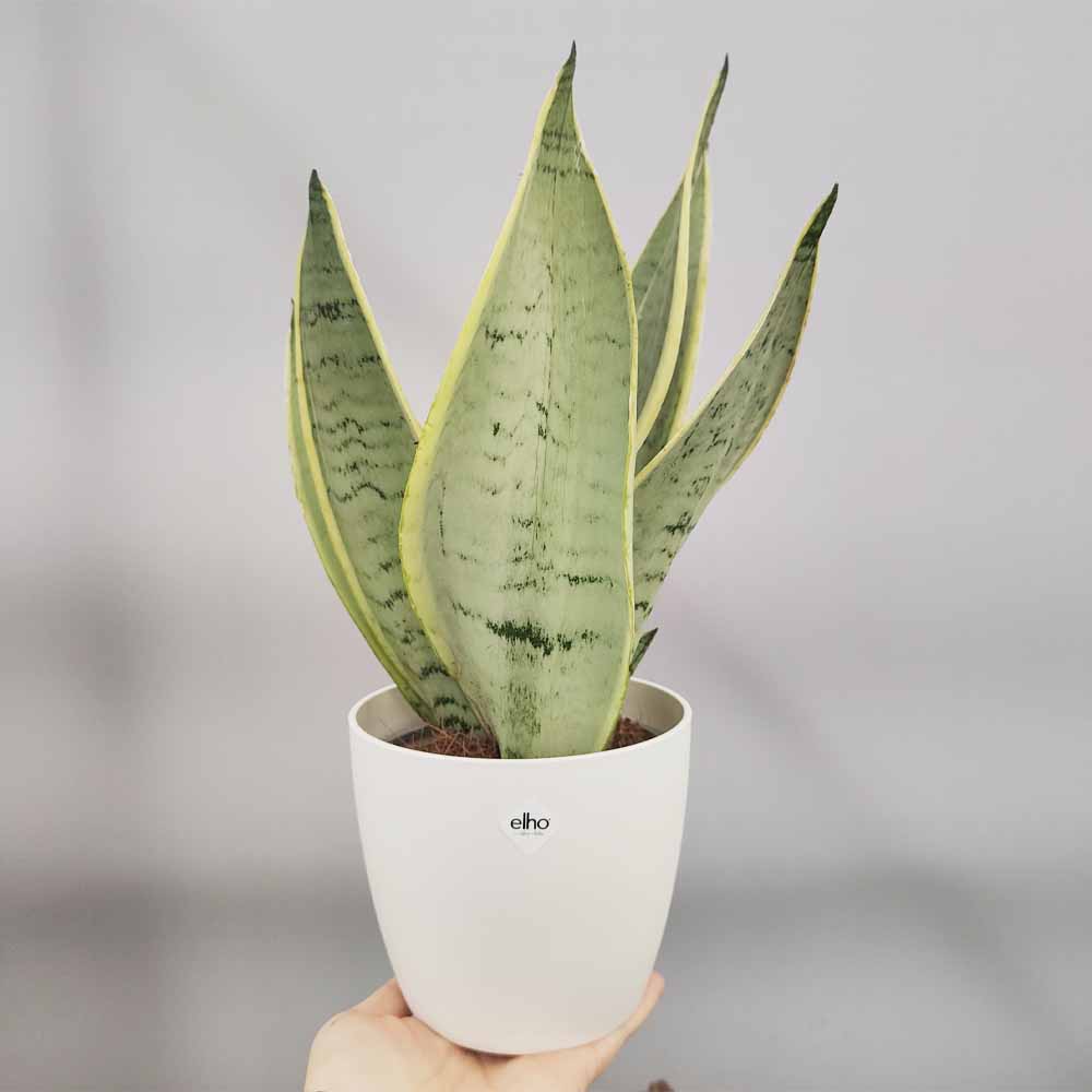 sansevieria blue star vaso bianco