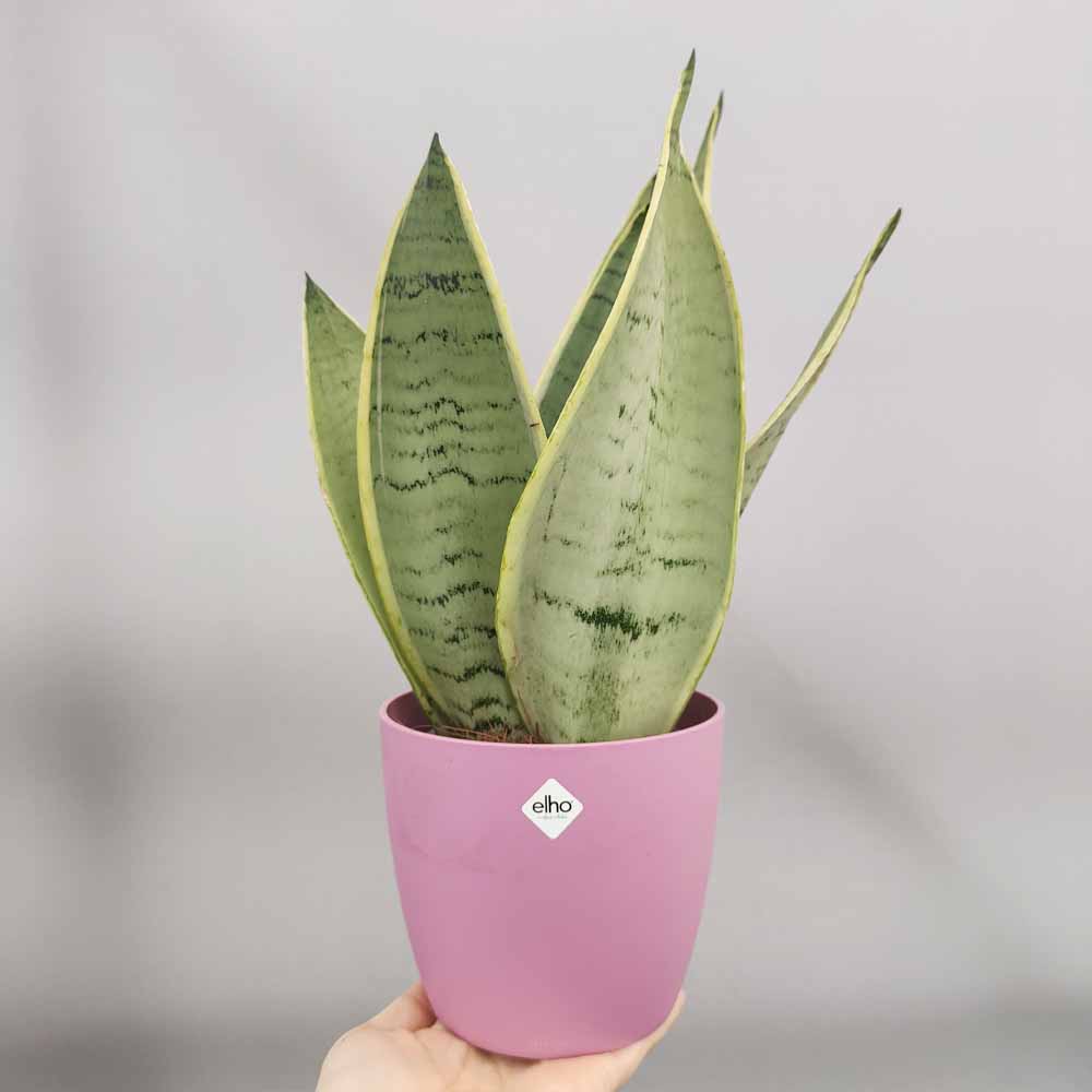 sansevieria blue star vaso rosa