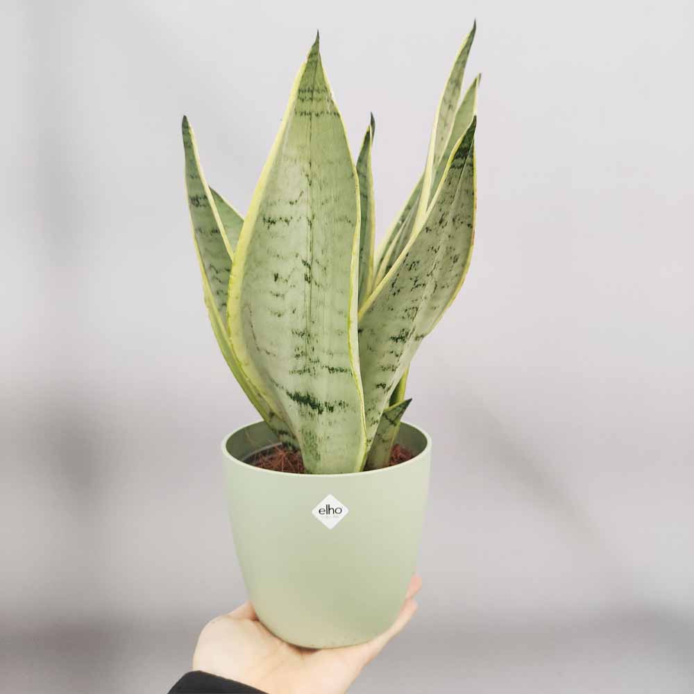 sansevieria blue star vaso verde
