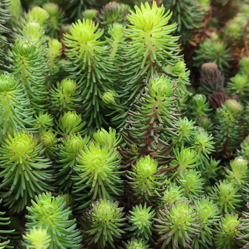 Sedum forsterianum 'Oracle'