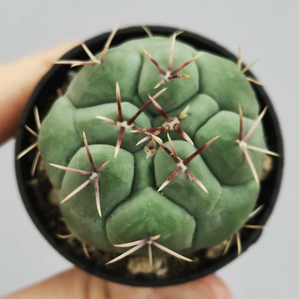 Thelocactus hexaedrophorus cactus