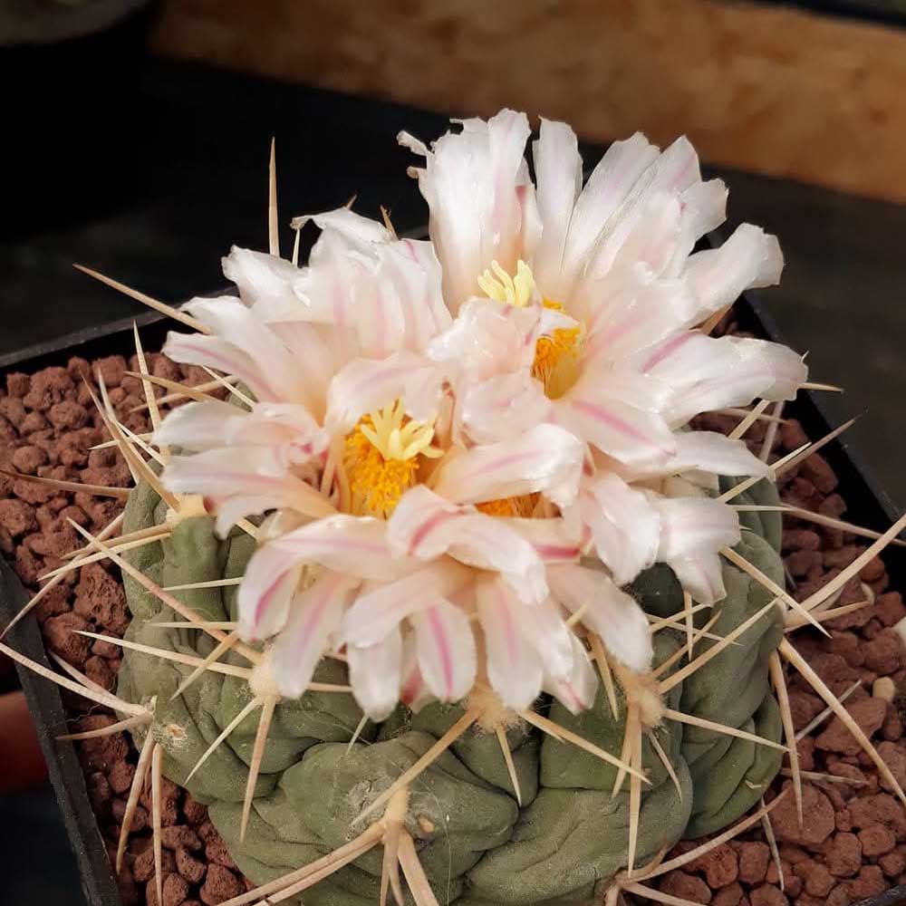Thelocactus hexaedrophorus fiore