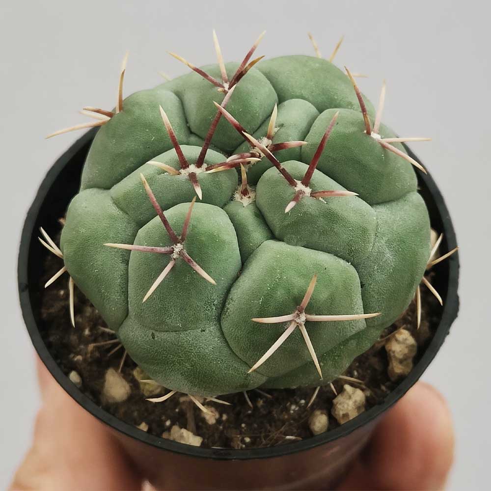 Thelocactus hexaedrophorus
