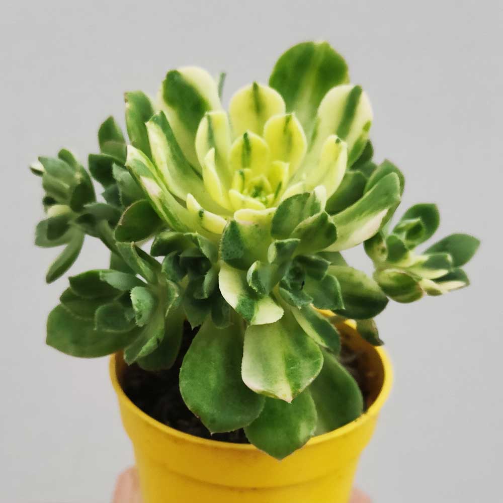 aeonium castello-paivae variegato