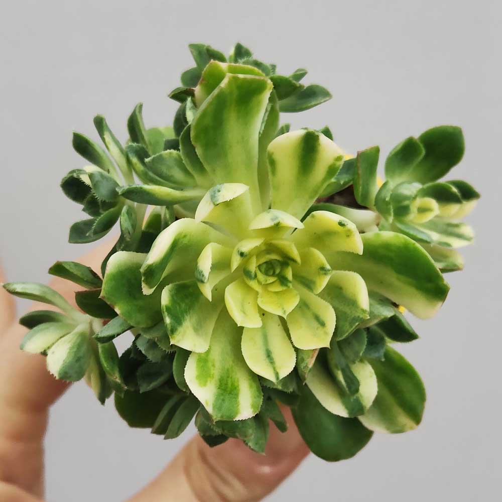 aeonium castello-paivae