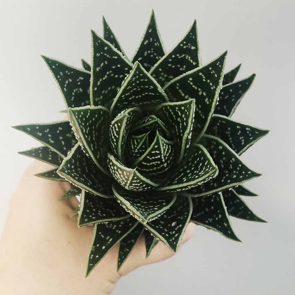 aloe tiki thai pianta
