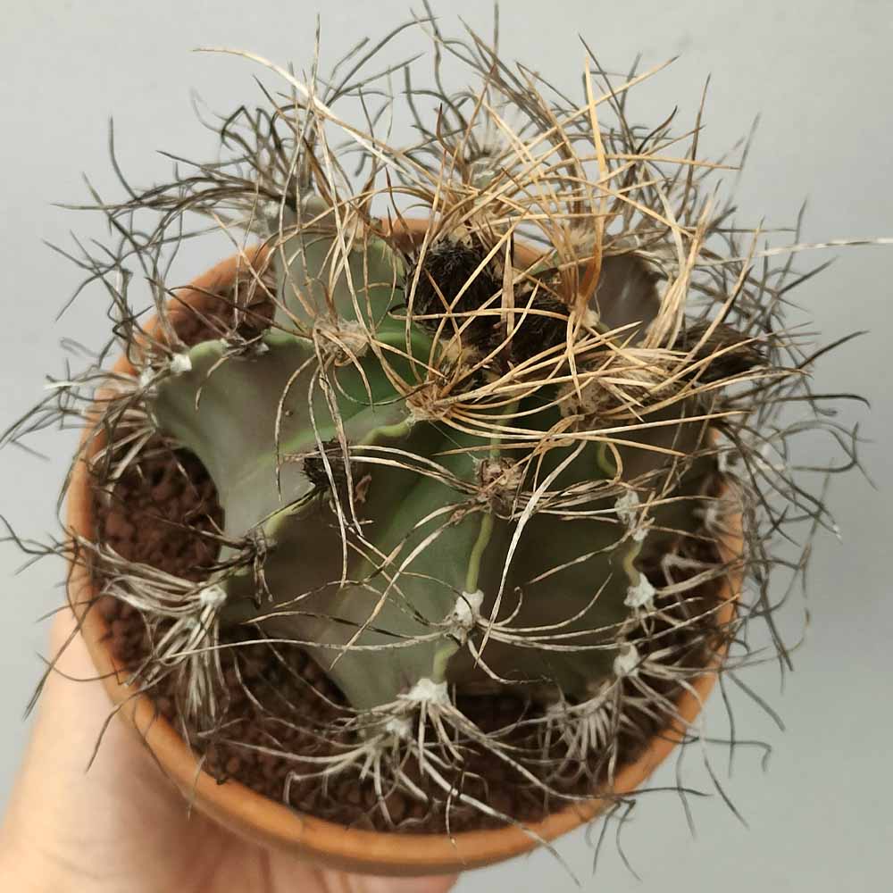 astrophytum senile cactus