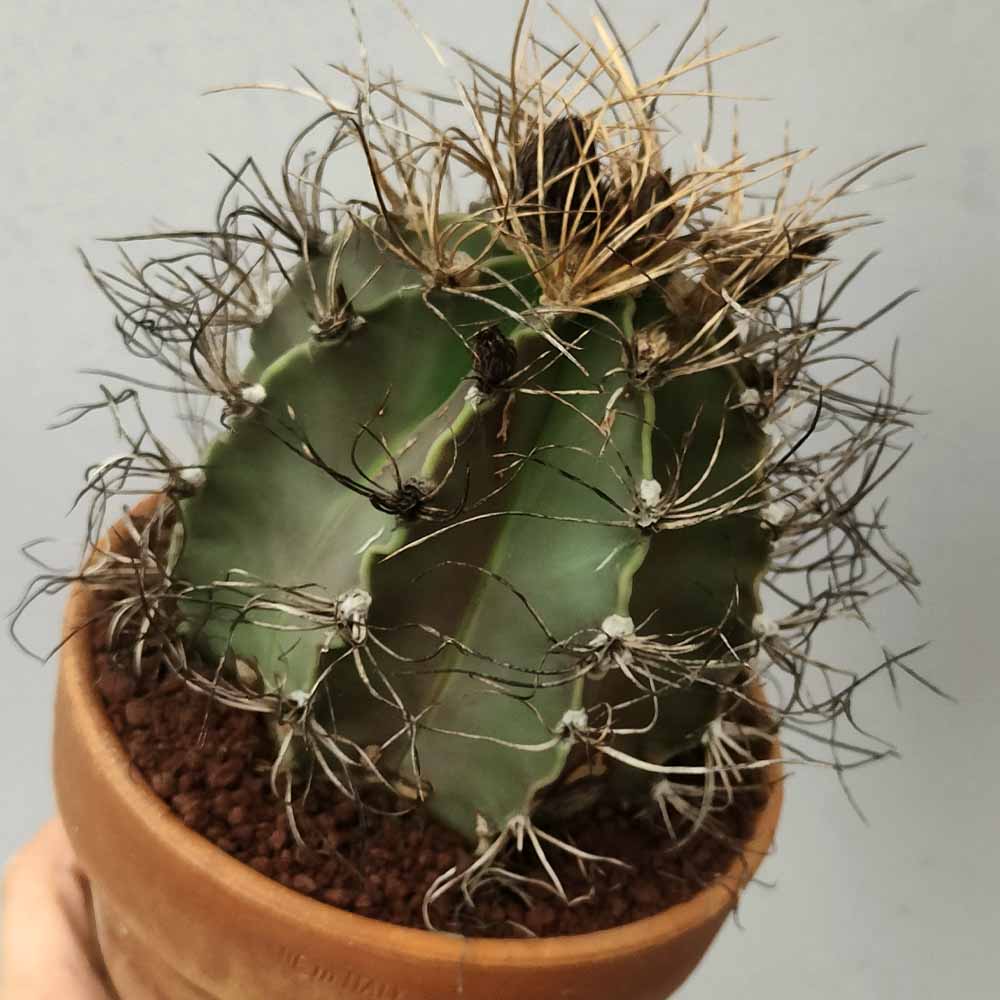 astrophytum senile pianta