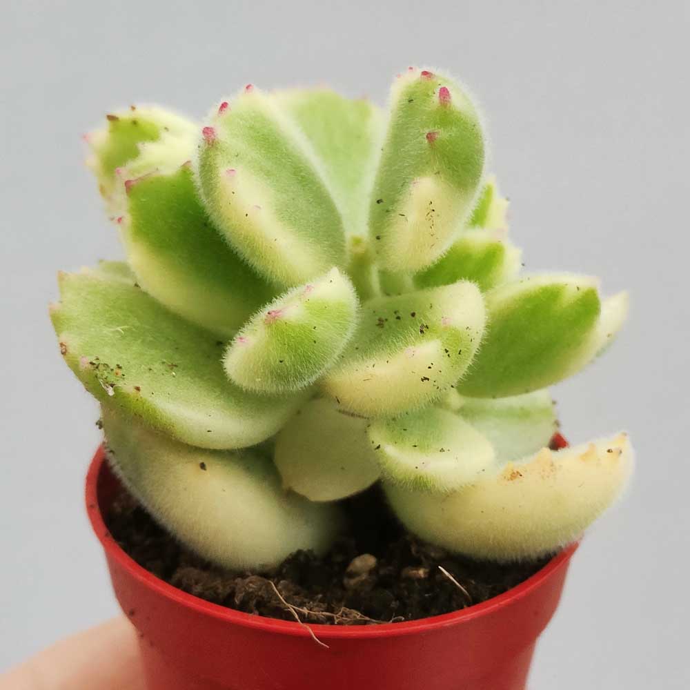 cotyledon ladismithiensis variegato