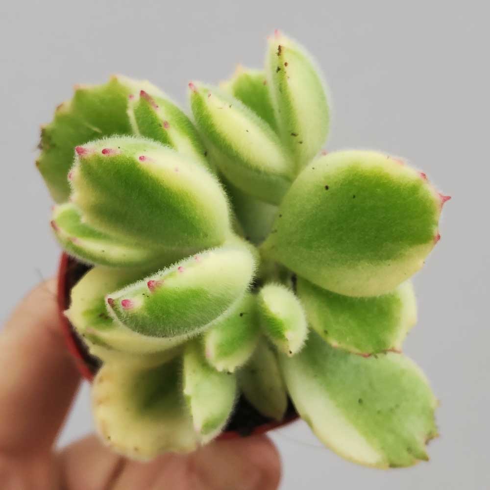 cotyledon variegato