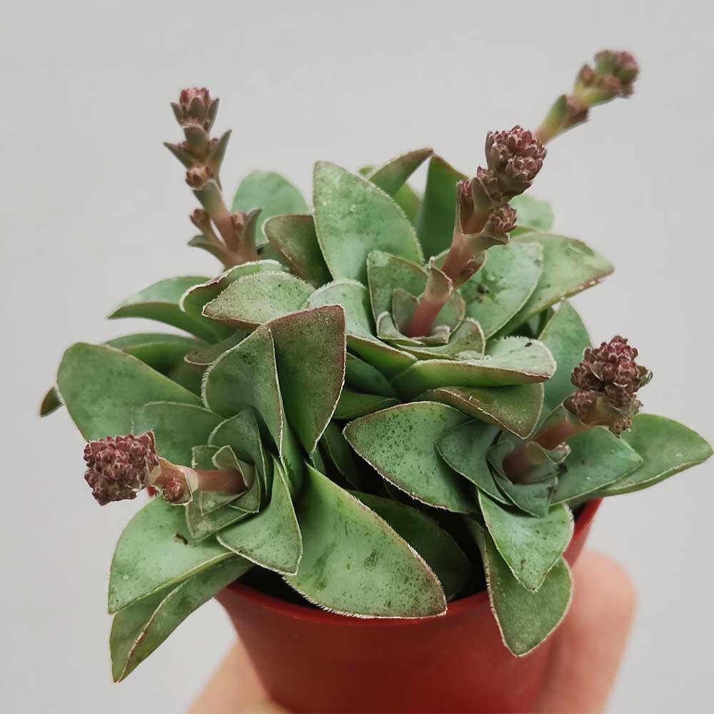 crassula montana pianta