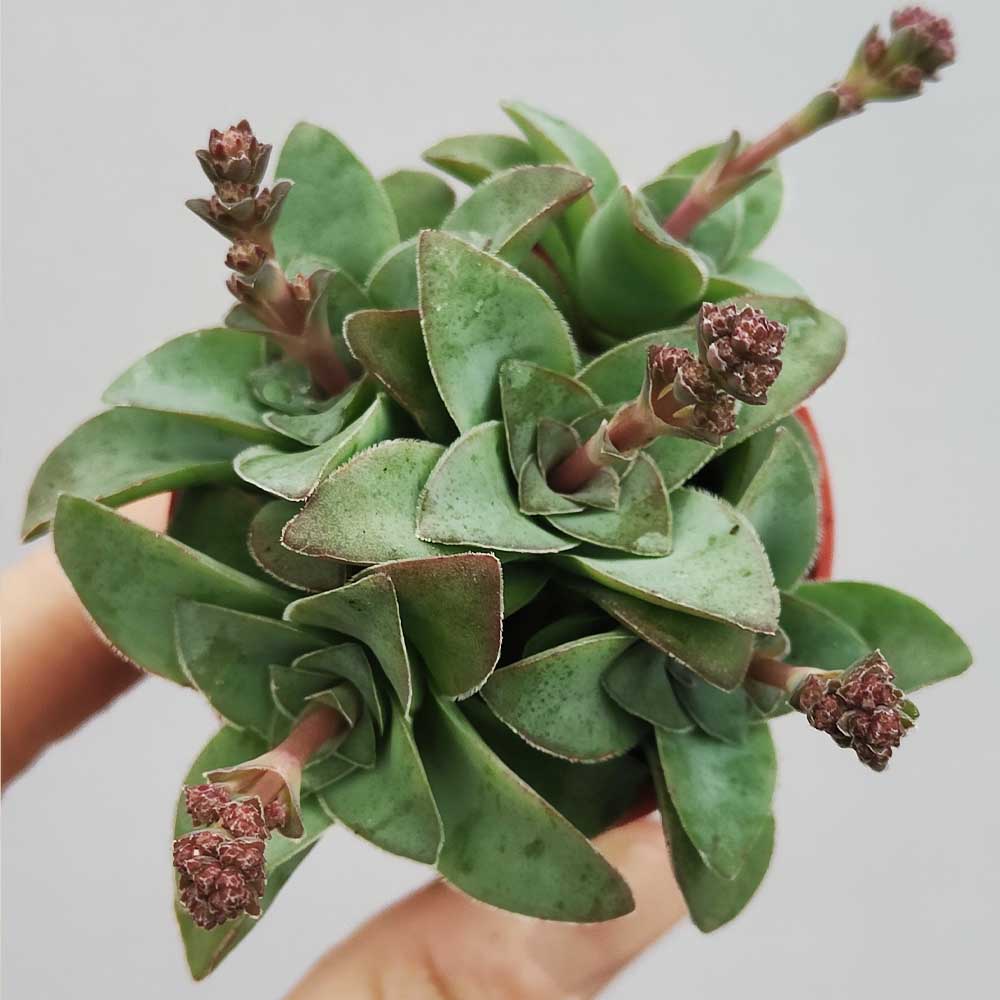 crassula montana