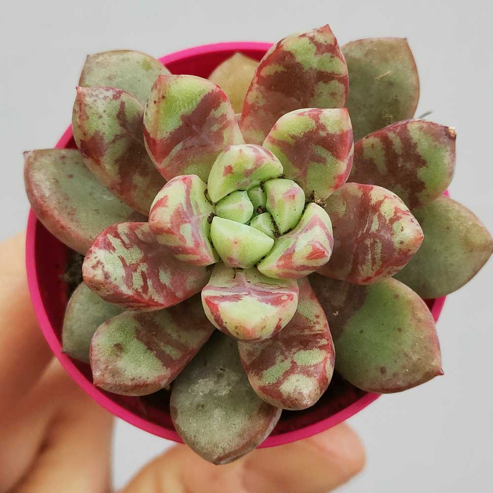echeveria cv salmon