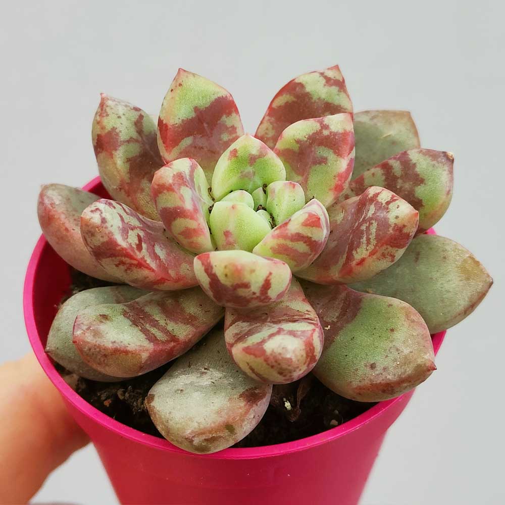 echeveria salmon