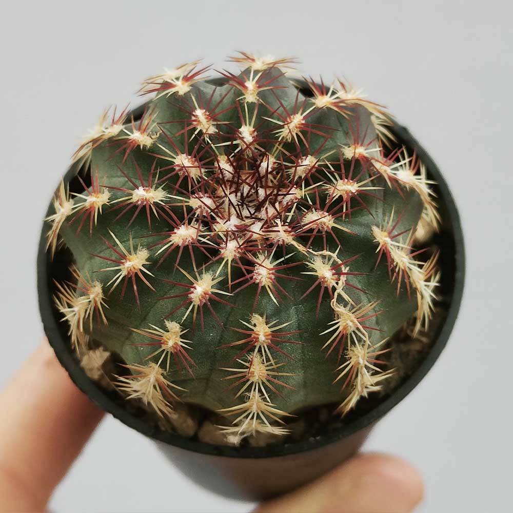 echinocereus viridiflorus cactus