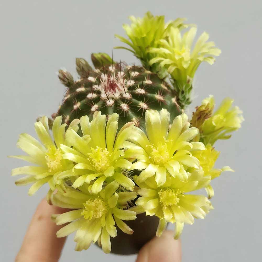 echinocereus viridiflorus fiore