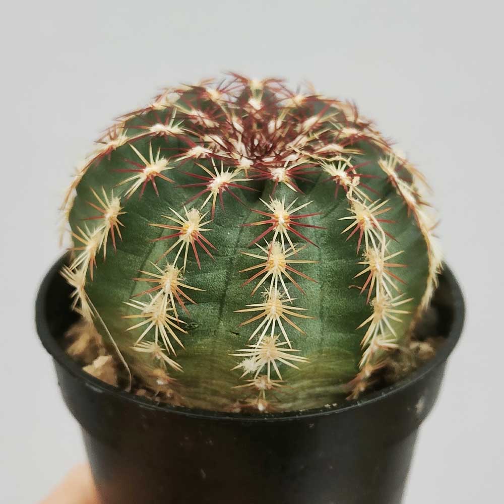 echinocereus viridiflorus
