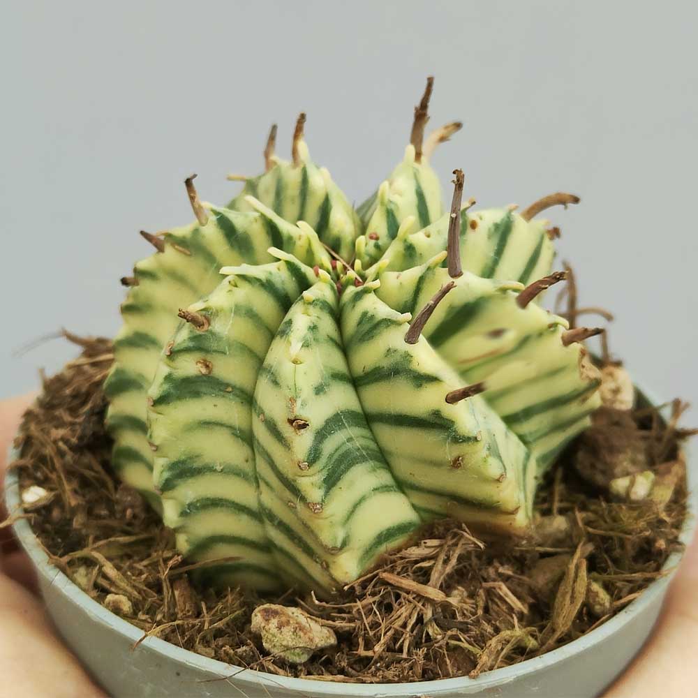 euphorbia meloformis variegata
