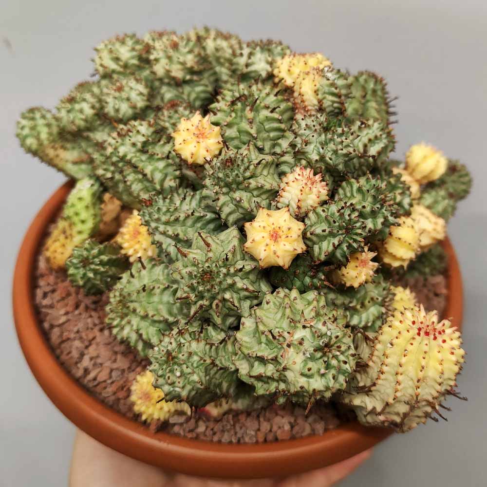 euphorbia submammillaris variegata