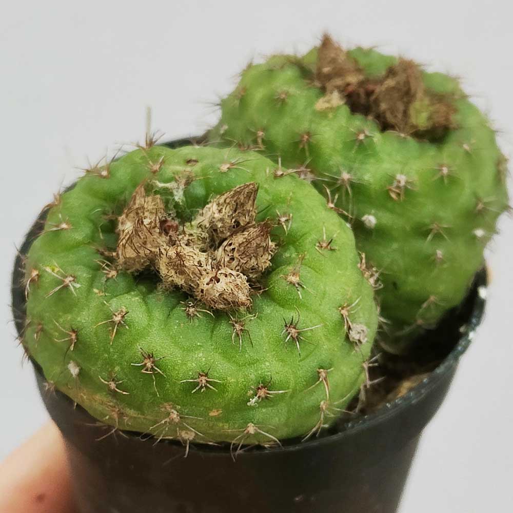 frailea pseudograhliana CACTUS