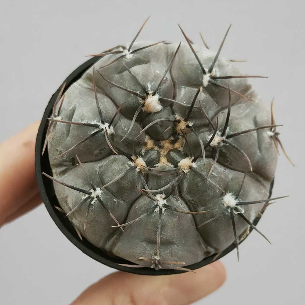 gymnocalycium berchtii CACTUS