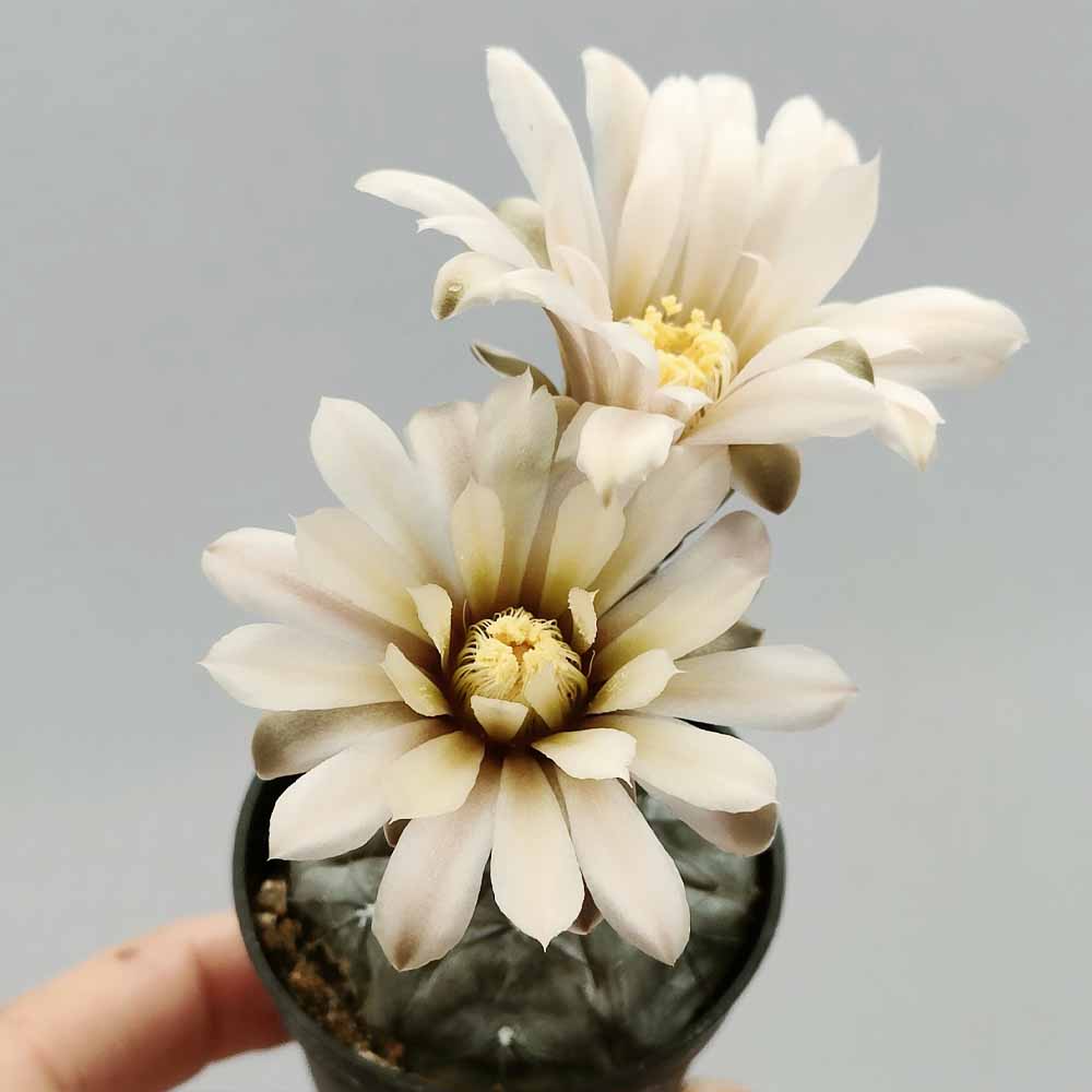 gymnocalycium berchtii fiore