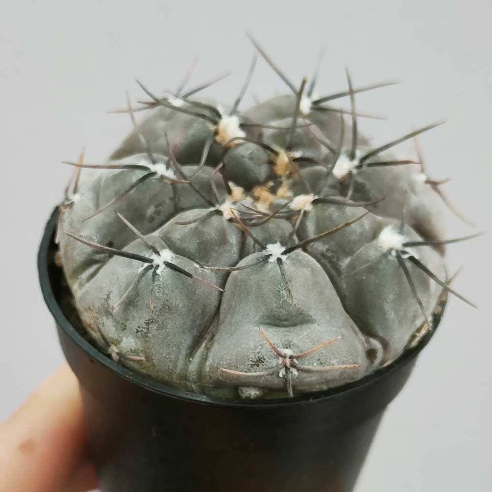 gymnocalycium berchtii