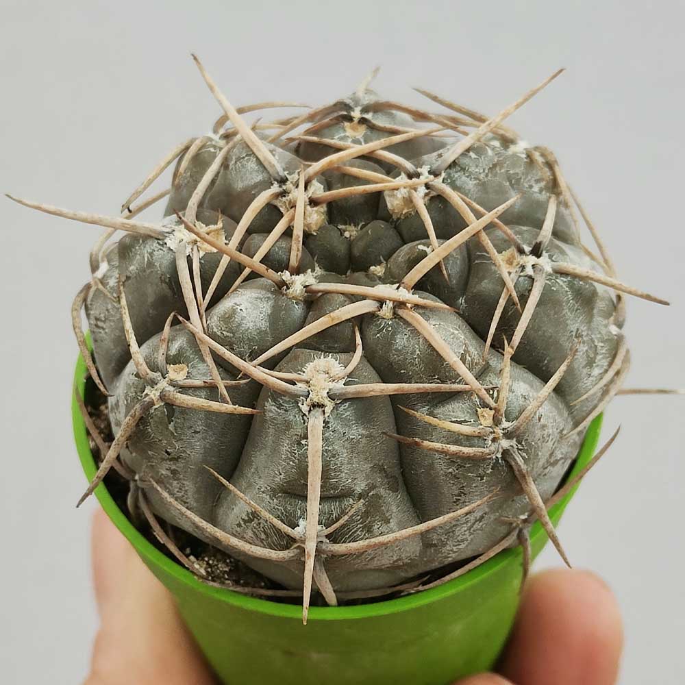 gymnocalycium bodenbenderianum cactus