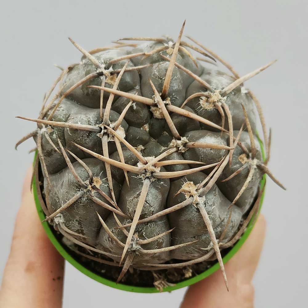 gymnocalycium bodenbenderianum