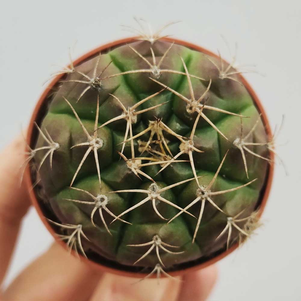 gymnocalycium damsii cactus
