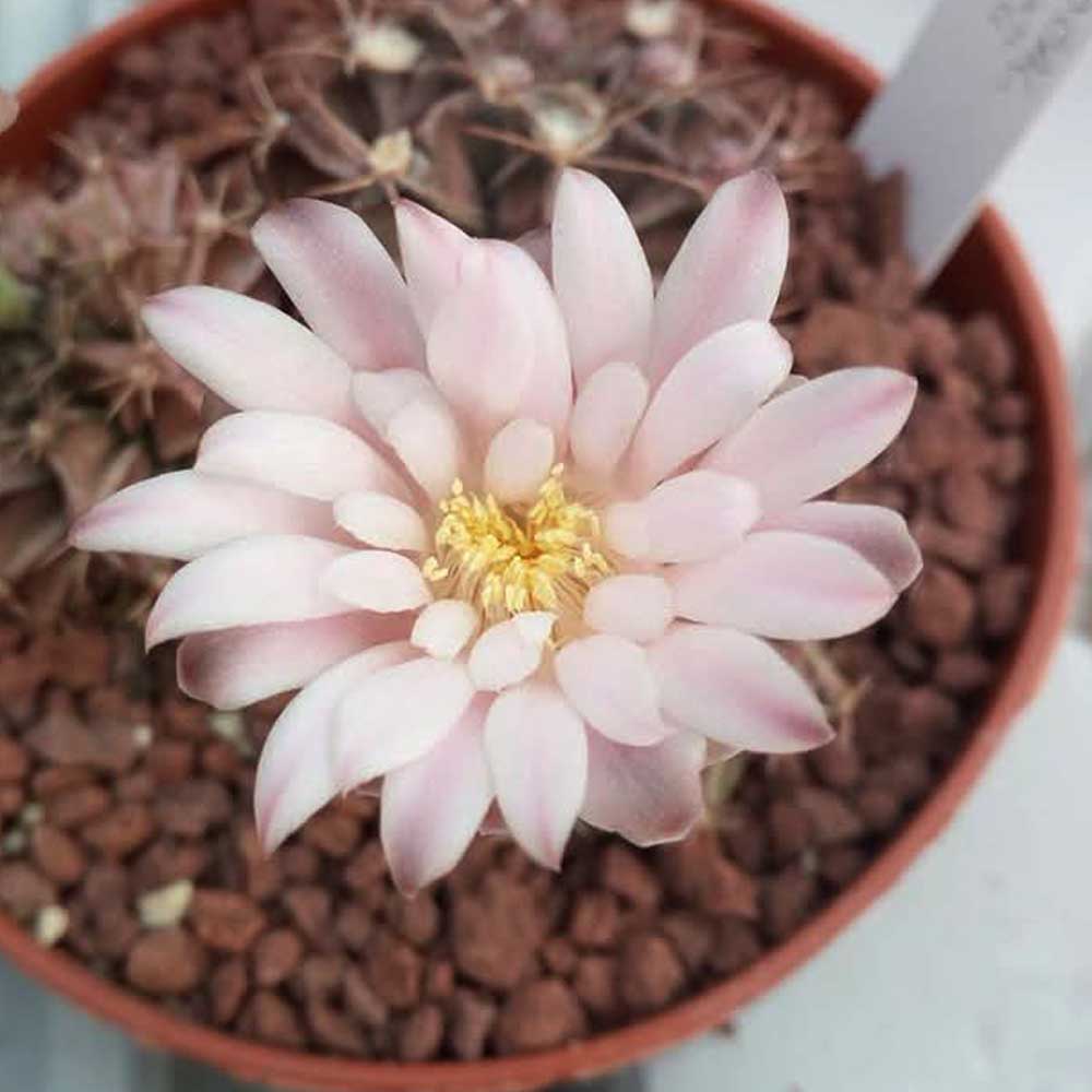 gymnocalycium damsii fiore