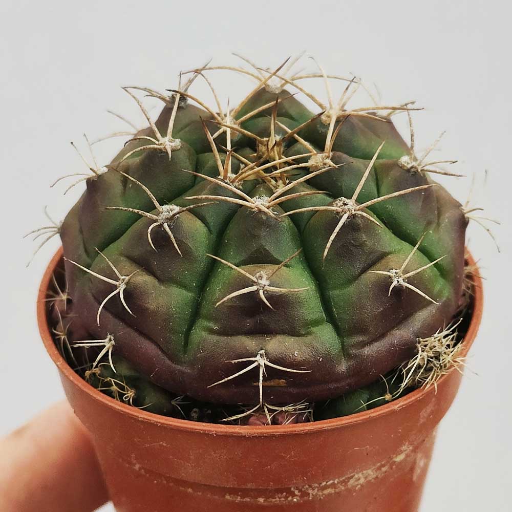 gymnocalycium damsii
