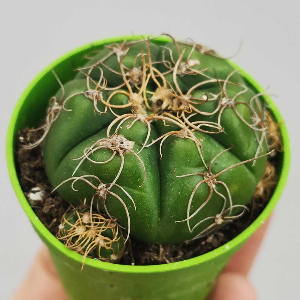 gymnocalycium denudatum cactus
