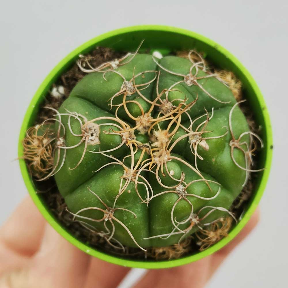 gymnocalycium denudatum