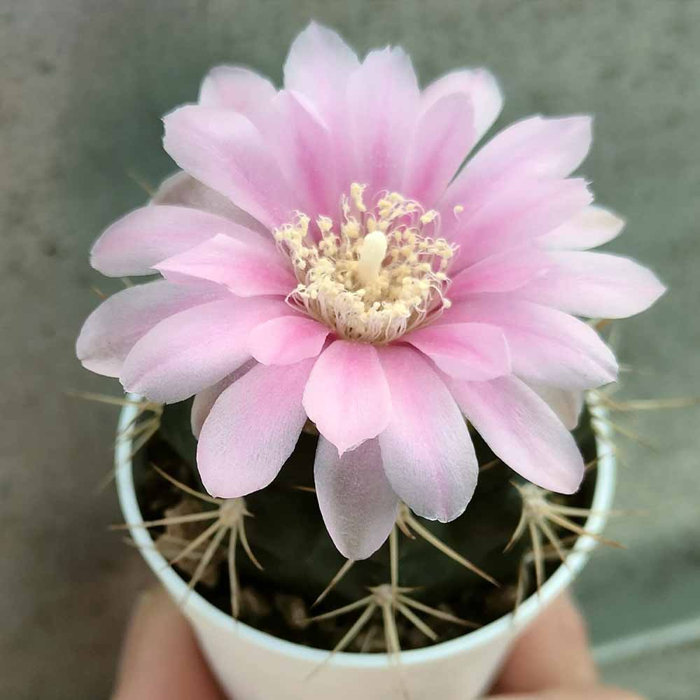 gymnocalycium neuhuberi fiore