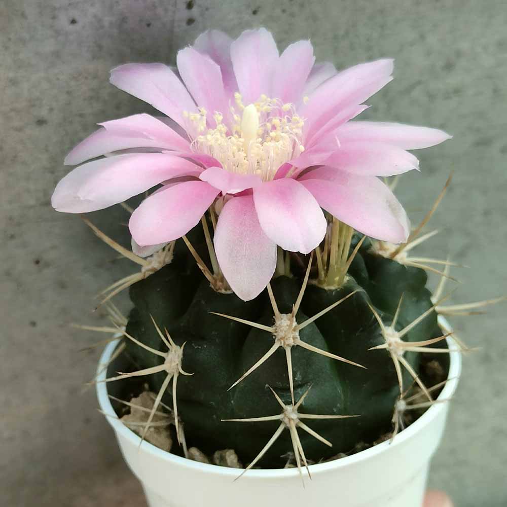 gymnocalycium neuhuberi pianta
