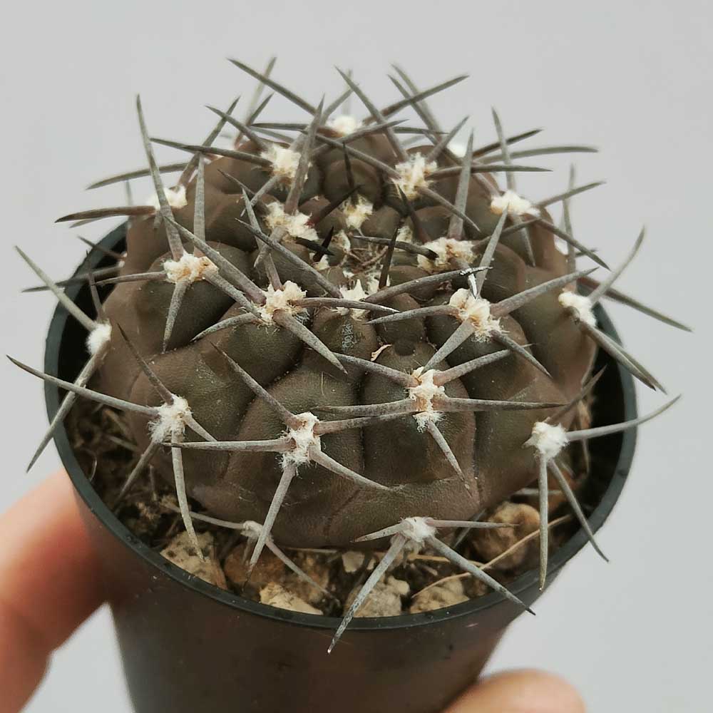 gymnocalycium piltziorum CACTUS