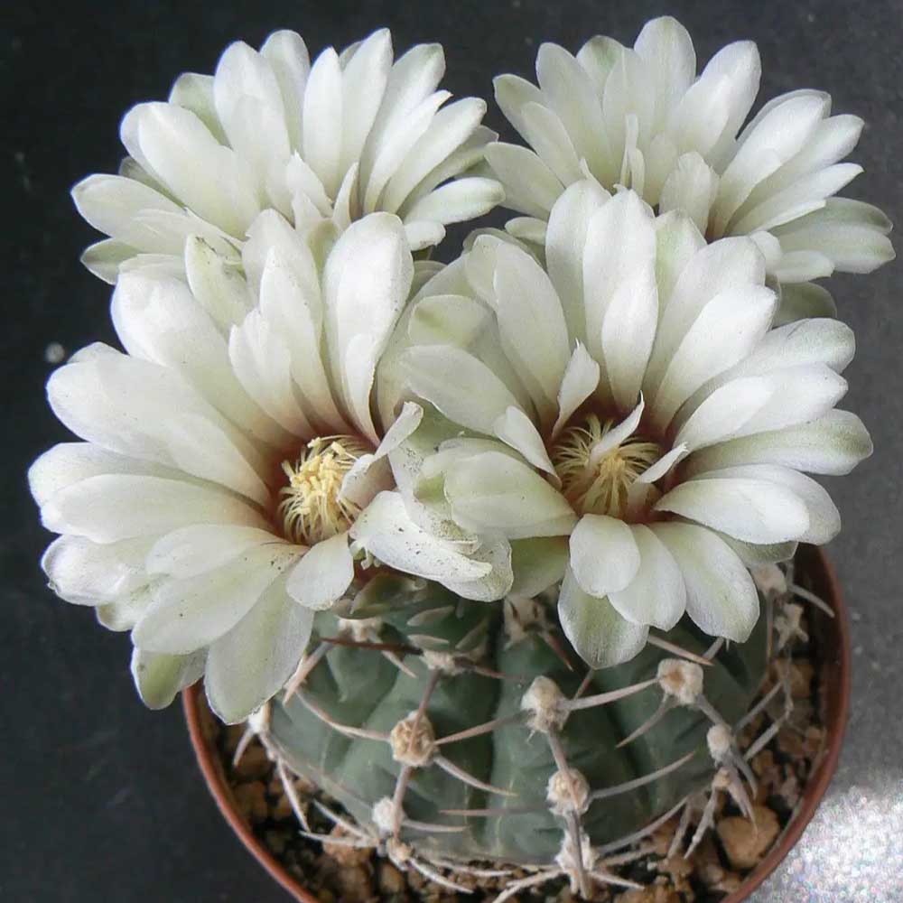 gymnocalycium vatteri fiore
