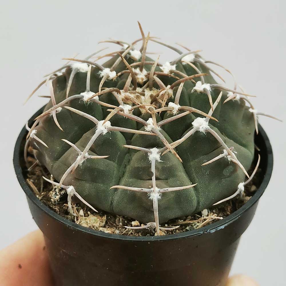gymnocalycium vatteri