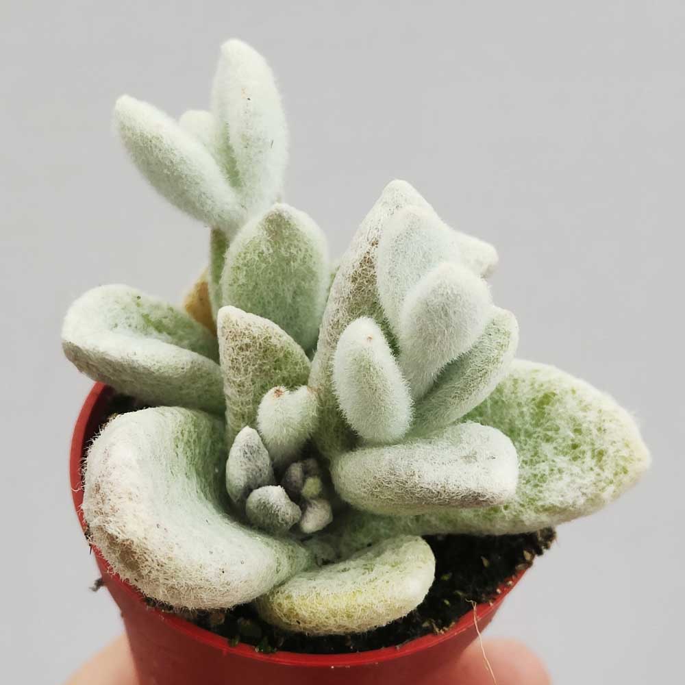 kalanchoe eriophylla pianta succulente