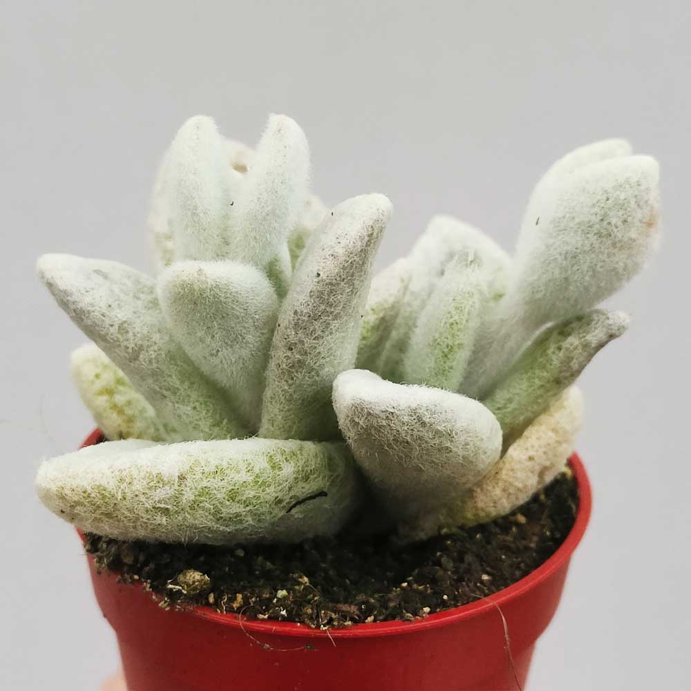 kalanchoe eriophylla pianta
