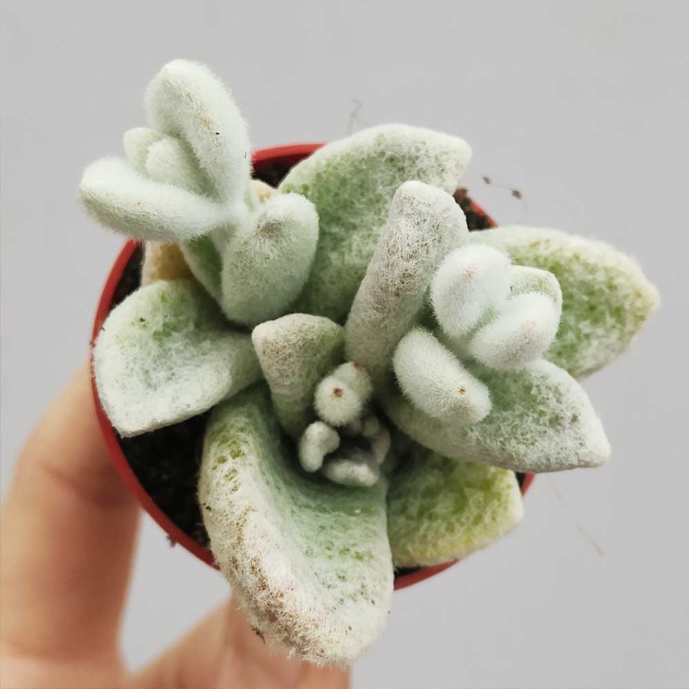 kalanchoe eriophylla