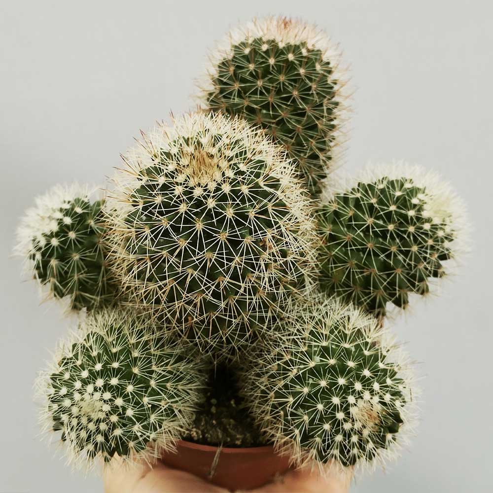 mammillaria pringlei cactus