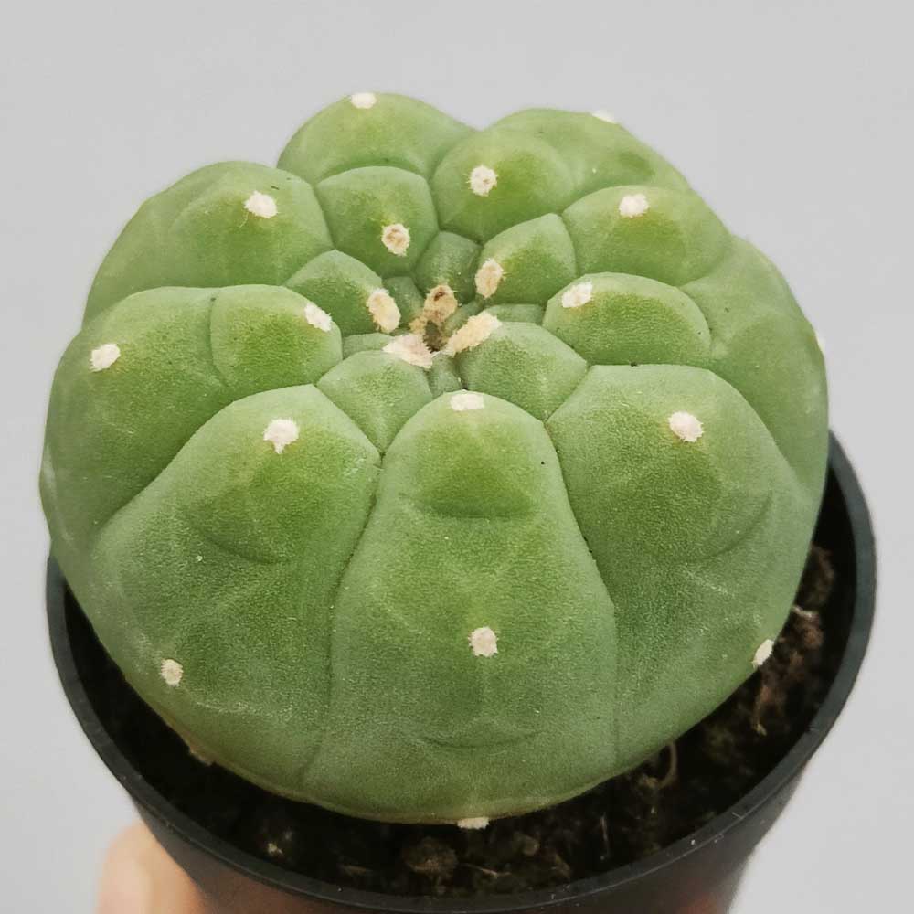 matucana madisoniorum cactus