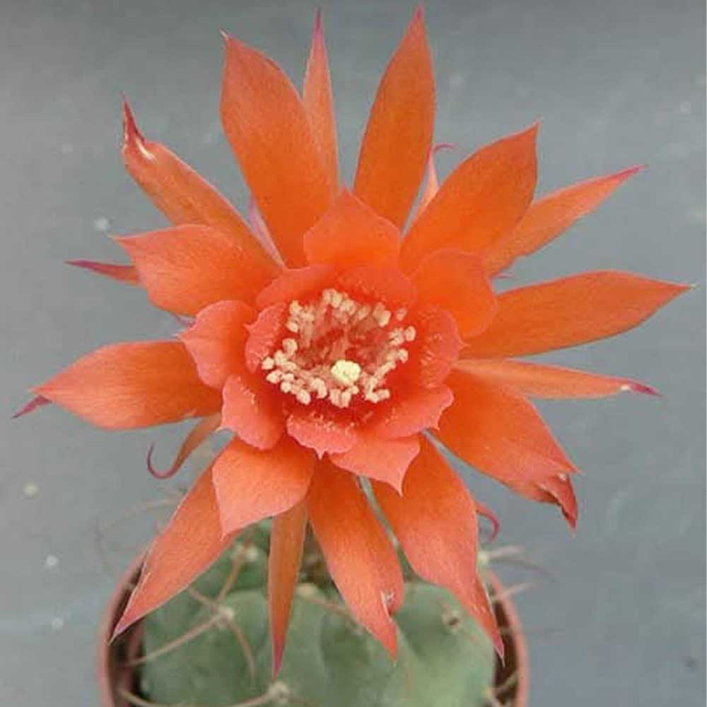 matucana madisoniorum fiore