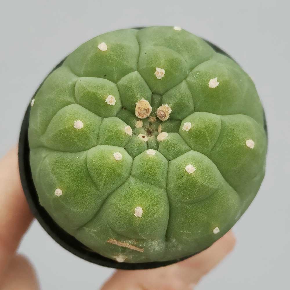 matucana madisoniorum