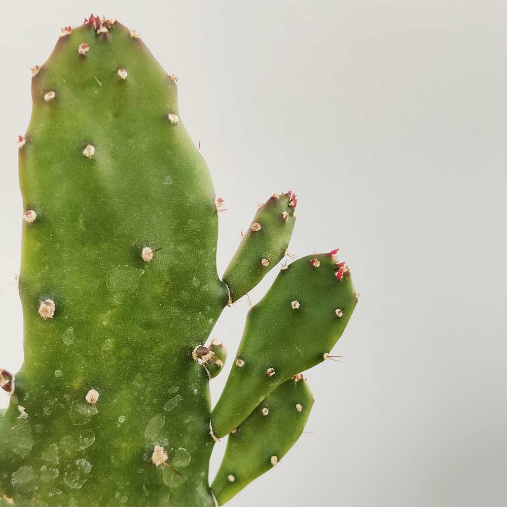 opuntia monacantha cactus